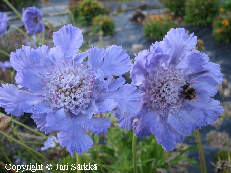 Scabiosa caucasica, kaukasiantörmkukka